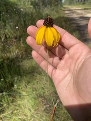Rudbeckia mohrii