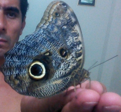 Caligo brasiliensis