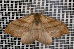 Falcaria lacertinaria