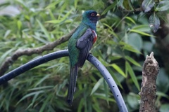 Trogon personatus