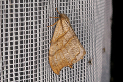 Falcaria lacertinaria