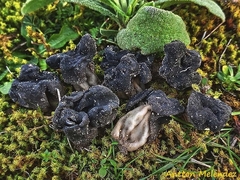 Helvella semiobruta