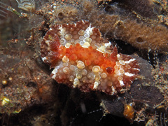 Carminodoris