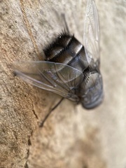 Rutilia