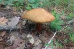 Aureoboletus