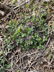 Medicago lupulina
