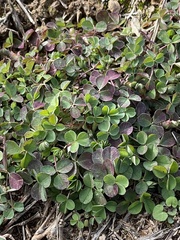 Medicago lupulina