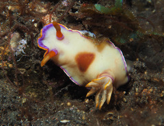 Hypselodoris iba