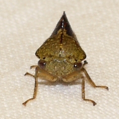 Telamona decorata