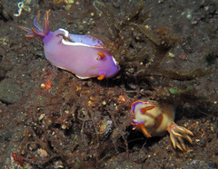 Hypselodoris iba