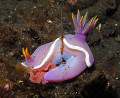 Hypselodoris iba