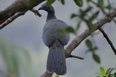 Chamaepetes goudotii