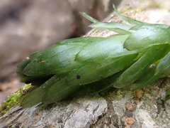 Egeria densa