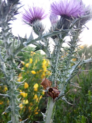 Carpocoris mediterraneus