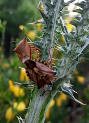 Carpocoris mediterraneus