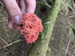 Ramaria araiospora
