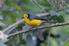 Myioborus ornatus