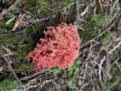 Ramaria araiospora