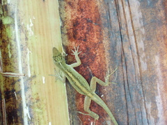 Anolis sagrei