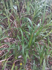 Dianella congesta