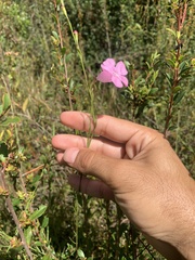 Agalinis fasciculata