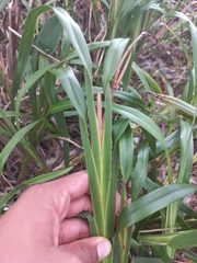 Dianella congesta