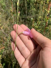 Agalinis fasciculata