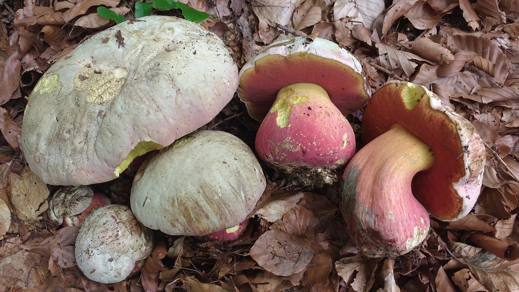 Rubroboletus