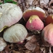 Rubroboletus - Photo (c) Marco Floriani, some rights reserved (CC BY-NC), uploaded by Marco Floriani