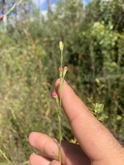 Agalinis fasciculata