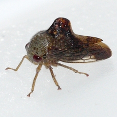 Telamona decorata