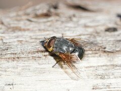 Calliphora augur