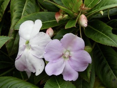 Impatiens sodenii