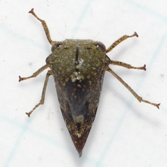 Telamona decorata