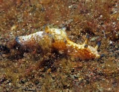 Aplysia nigrocincta