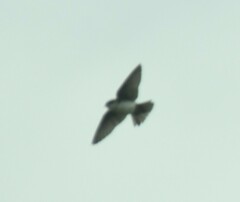 Pygochelidon cyanoleuca