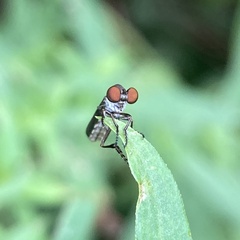 Holcocephala