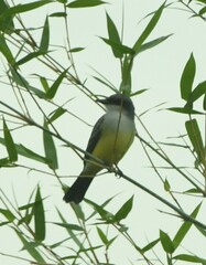 Tyrannus niveigularis