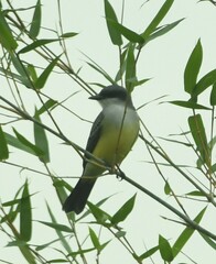 Tyrannus niveigularis