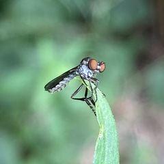 Holcocephala