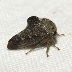 Telamona