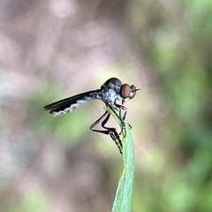 Holcocephala