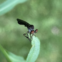 Holcocephala