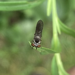 Holcocephala