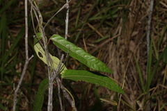 Parsonsia straminea