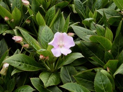 Impatiens sodenii