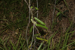 Parsonsia straminea