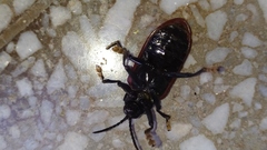 Coraliomela quadrimaculata