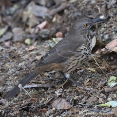 Toxostoma cinereum