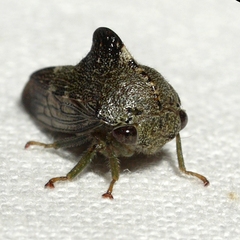 Telamona